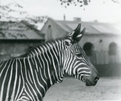 Ein Bergzebra im Londoner Zoo, September 1921 von Frederick William Bond